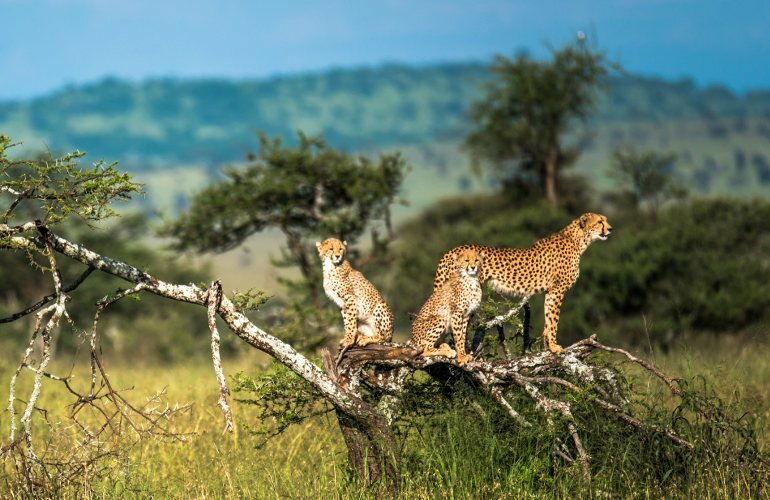 Photo of cheetahs